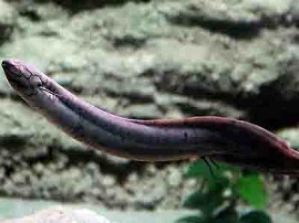 لانگ فیش، ماهی که به آب نیاز ندارد و سالها زنده می ماند 
