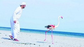 ایران خط پایان فلامینگوهای برداتون (Birdathon)